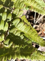 Dryopteris marginalis