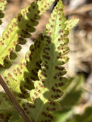 Dryopteris marginalis