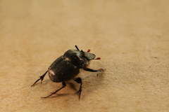 Onthophagus australis