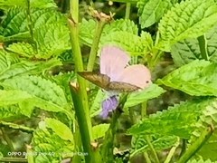 Catochrysops panormus exiguus