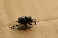 Onthophagus australis