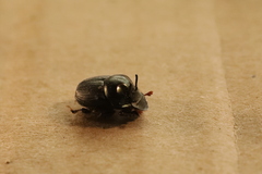Onthophagus australis