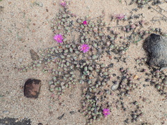 Braunsia maximilianii