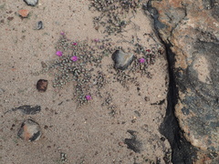 Braunsia maximilianii