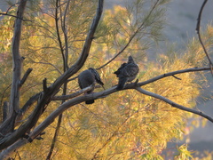 Patagioenas maculosa