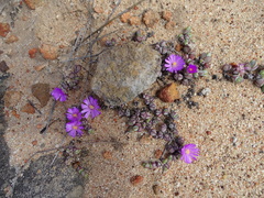 Braunsia maximilianii