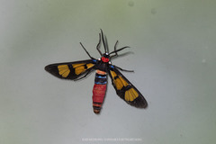 Euchromia elegantissima