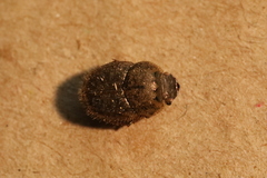 Onthophagus bornemisszai