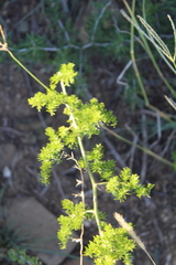Asparagus multiflorus