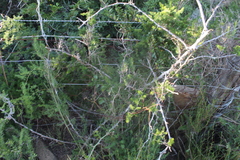 Asparagus multiflorus