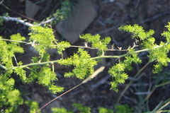 Asparagus multiflorus