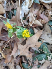 Eranthis