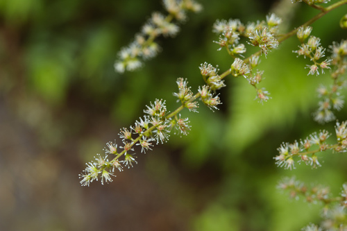 Astilbe longicarpa (Astilbe longicarpa)