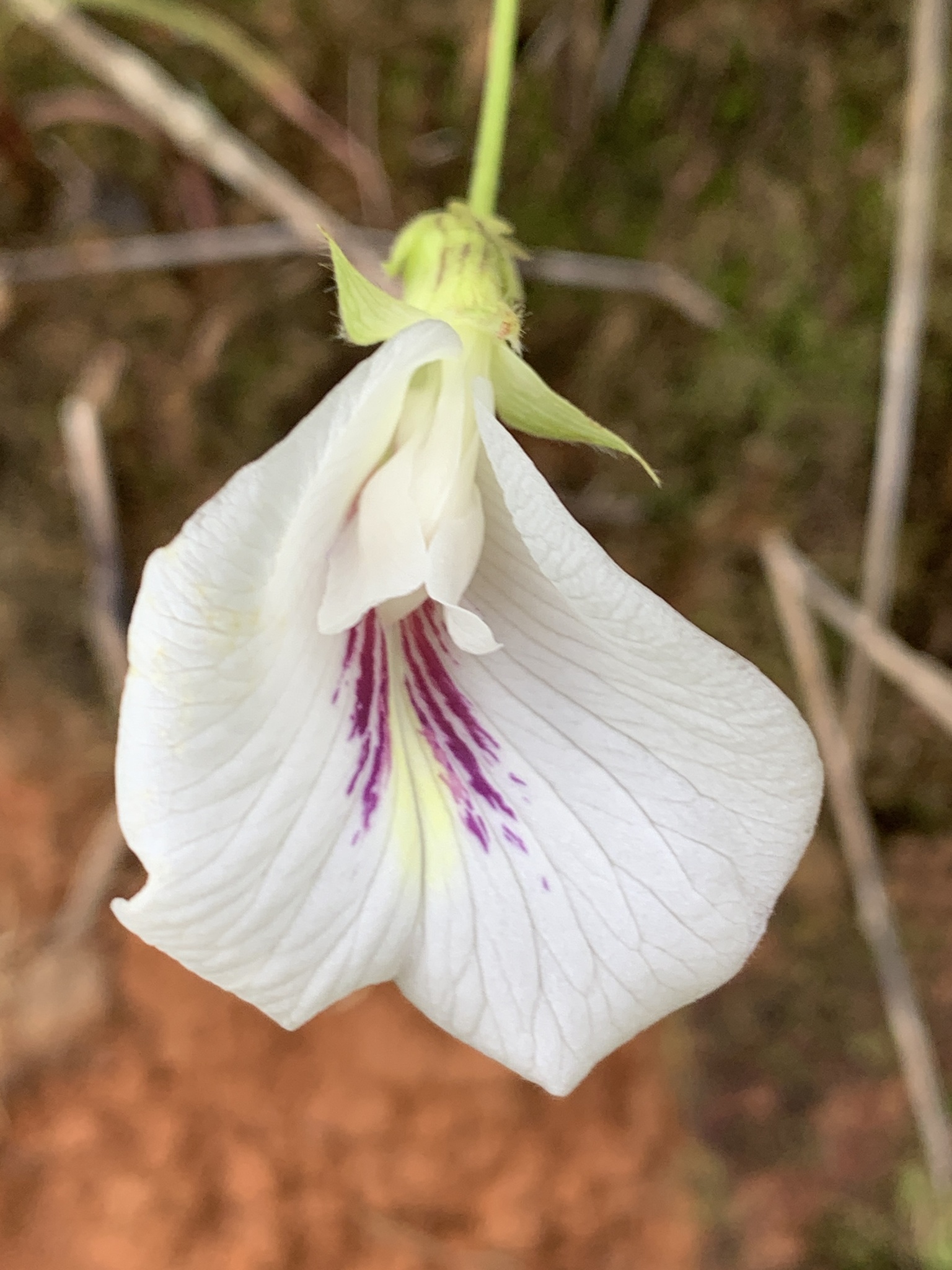 Clitoria falcata