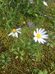 Astranthium integrifolium