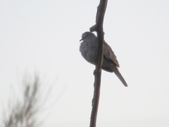 Columbina picui