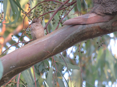 Sicalis flaveola