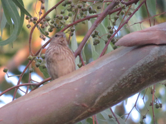 Sicalis flaveola