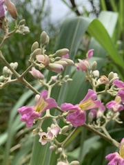 Fridericia tynanthoides