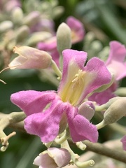 Fridericia tynanthoides