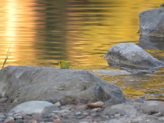 Sicalis flaveola
