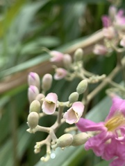 Fridericia tynanthoides
