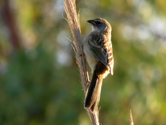 Embernagra platensis