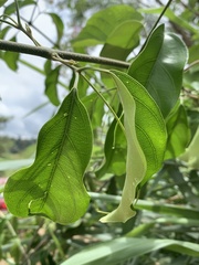Fridericia tynanthoides