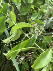 Fridericia tynanthoides