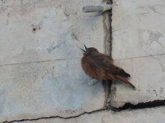 Hirundinea ferruginea