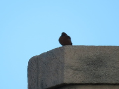 Hirundinea ferruginea