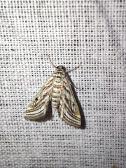 Parapoynx fluctuosalis