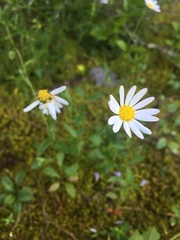 Astranthium integrifolium