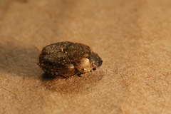 Onthophagus bornemisszai