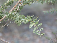 Plectrocarpa tetracantha