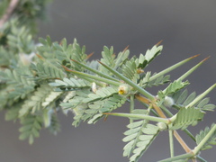 Plectrocarpa tetracantha