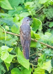 Cacomantis merulinus