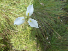 Moraea albicuspa