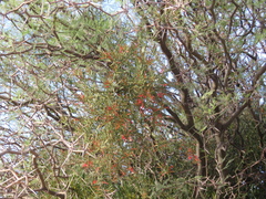 Ligaria cuneifolia