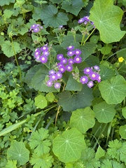 Pericallis echinata image