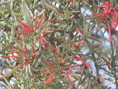 Ligaria cuneifolia
