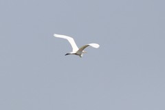 Ardea alba