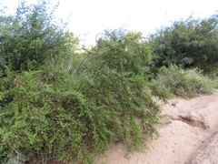 Larrea divaricata