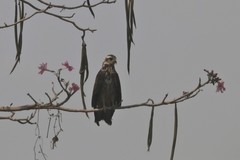 Rostrhamus sociabilis