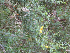 Larrea divaricata