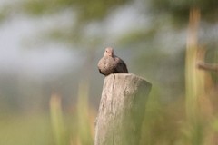 Columbina passerina