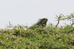 Iguana iguana
