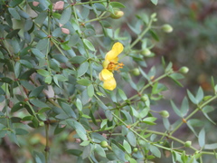 Larrea divaricata