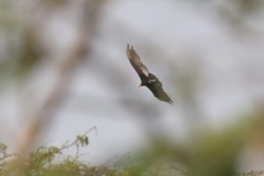 Cathartes burrovianus