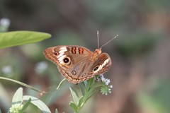 Junonia genoveva